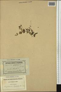 Anogramma leptophylla (L.) Link, Australia & Oceania (AUSTR) (Australia)