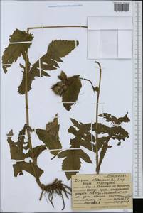 Cirsium oleraceum (L.) Scop., Eastern Europe, Western region (E3) (Russia)