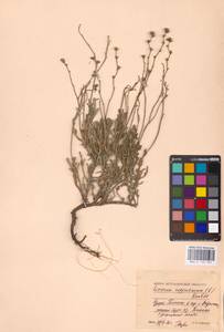 Limonium suffruticosum (L.) Kuntze, Eastern Europe, Lower Volga region (E9) (Russia)
