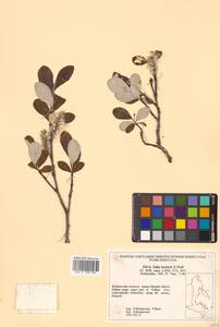 Salix krylovii E. L. Wolf, Siberia, Russian Far East (S6) (Russia)