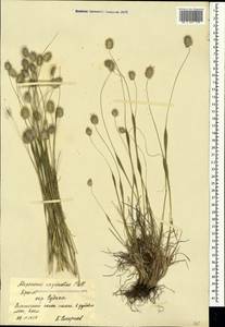 Alopecurus vaginatus (Willd.) Kunth, Crimea (KRYM) (Russia)