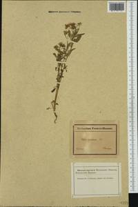 Viola tricolor subsp. alpestris (Ging.) Ces., Western Europe (EUR) (France)