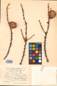 Larix sibirica Ledeb., Eastern Europe, Eastern region (E10) (Russia)