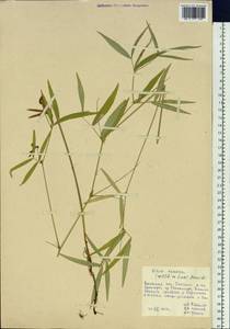 Vicia venosa (Link)Maxim., Siberia, Russian Far East (S6) (Russia)