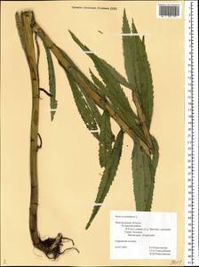 Jacobaea paludosa subsp. paludosa, Eastern Europe, North-Western region (E2) (Russia)