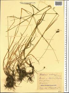 Hordeum brevisubulatum (Trin.) Link, Caucasus, Stavropol Krai, Karachay-Cherkessia & Kabardino-Balkaria (K1b) (Russia)