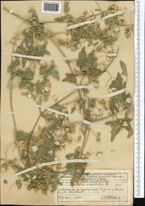 Clematis orientalis L., Middle Asia, Western Tian Shan & Karatau (M3) (Kazakhstan)