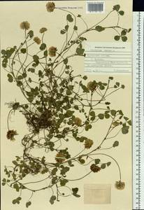 Trifolium repens L., Siberia, Russian Far East (S6) (Russia)