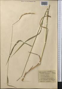 Elymus drobovii (Nevski) Tzvelev, Middle Asia, Western Tian Shan & Karatau (M3) (Kazakhstan)