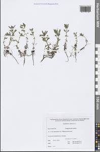 Epilobium palustre L., Siberia, Chukotka & Kamchatka (S7) (Russia)