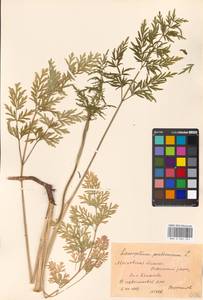 Silphiodaucus prutenicus (L.) Spalik, Wojew., Banasiak, Piwczyñski & Reduron, Eastern Europe, Moscow region (E4a) (Russia)