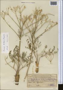 Prangos didyma (Regel) Pimenov & V. N. Tikhom., Middle Asia, Syr-Darian deserts & Kyzylkum (M7) (Kazakhstan)