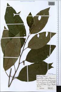 Magnoliopsida, Africa (AFR) (Ethiopia)