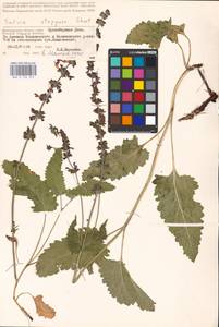 MHA 0 156 372, Salvia dumetorum Andrz. ex Besser, Eastern Europe, Lower Volga region (E9) (Russia)