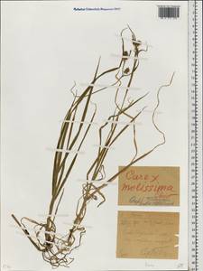 Carex mollissima Christ ex Scheutz, Eastern Europe, Northern region (E1) (Russia)