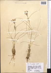 Iris longiscapa Ledeb., Middle Asia, Syr-Darian deserts & Kyzylkum (M7) (Uzbekistan)