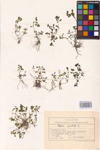 Lythrum portula (L.) D. A. Webb, Eastern Europe, Central forest-and-steppe region (E6) (Russia)