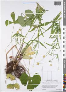 Ranunculus fallax (Wimm. & Grab.) Schur, Eastern Europe, Central region (E4) (Russia)