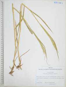 Phalaris arundinacea L., Siberia, Russian Far East (S6) (Russia)