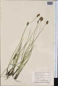 Carex praegracilis W.Boott, America (AMER) (Canada)