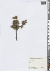 Juniperus oxycedrus L., Crimea (KRYM) (Russia)