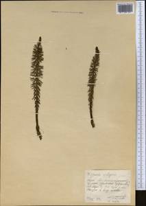 Hippuris vulgaris L., Middle Asia, Northern & Central Kazakhstan (M10) (Kazakhstan)