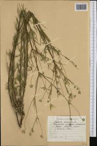 Lomelosia argentea (L.) Greuter & Burdet, Western Europe (EUR) (Bulgaria)