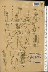 Eremopyrum triticeum (Gaertn.) Nevski, Eastern Europe, Central forest-and-steppe region (E6) (Russia)