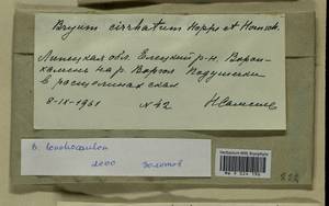 Ptychostomum lonchocaulon (Müll. Hal.) J.R. Spence, Bryophytes, Bryophytes - Central forest-and-steppe region (B10) (Russia)