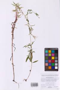 Epilobium palustre L., Eastern Europe, Moscow region (E4a) (Russia)