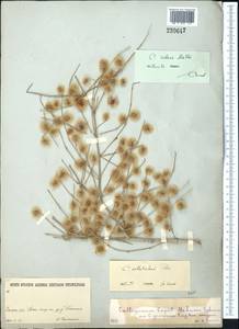 Calligonum rubescens Mattei, Middle Asia, Karakum (M6) (Turkmenistan)