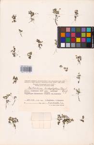 Ranunculus trichophyllus Chaix, Eastern Europe, Lower Volga region (E9) (Russia)