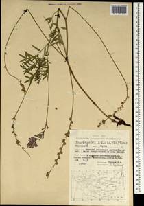 Onobrychis arenaria subsp. sibirica (Besser)P.W.Ball, Mongolia (MONG) (Mongolia)
