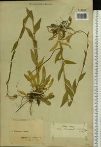 Turritis glabra L., Eastern Europe, Northern region (E1) (Russia)