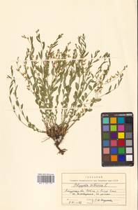 Polygala sibirica L., Siberia, Russian Far East (S6) (Russia)