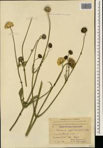 Cephalaria gigantea (Ledeb.) Bobrov, Caucasus, Armenia (K5) (Armenia)