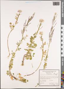 Nasturtium officinale W. T. Aiton, South Asia, South Asia (Asia outside ex-Soviet states and Mongolia) (ASIA) (Iran)