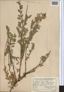 Hedysarum semenovii Regel & Herder, Middle Asia, Northern & Central Tian Shan (M4) (Kazakhstan)