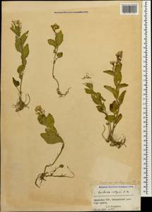 Barbarea plantaginea DC., Caucasus, Armenia (K5) (Armenia)