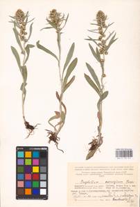 Omalotheca norvegica (Gunnerus) Sch. Bip. & F. W. Schultz, Eastern Europe, Northern region (E1) (Russia)