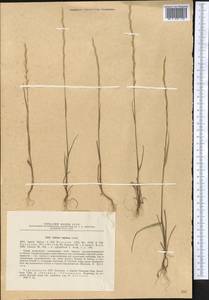 Lolium rigidum Gaudin, Middle Asia, Kopet Dag, Badkhyz, Small & Great Balkhan (M1) (Turkmenistan)