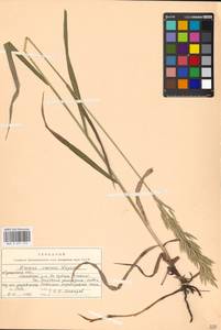 Bromus inermis Leyss., Eastern Europe, North Ukrainian region (E11) (Ukraine)
