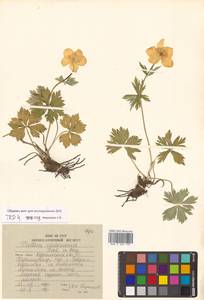 Trollius riederianus Fisch. & C. A. Mey., Siberia, Russian Far East (S6) (Russia)