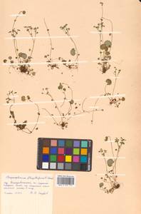 Chrysosplenium flagelliferum F. Schmidt, Siberia, Russian Far East (S6) (Russia)