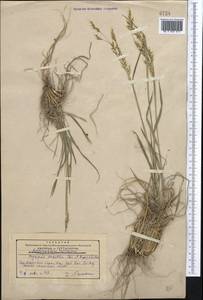 Piptatherum songaricum (Trin. & Rupr.) Roshev., Middle Asia, Western Tian Shan & Karatau (M3) (Kazakhstan)