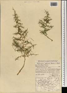 Asparagus gobicus N.A.Ivanova ex Grubov, Mongolia (MONG) (Mongolia)