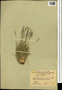 Nardus stricta L., Caucasus, South Ossetia (K4b) (South Ossetia)