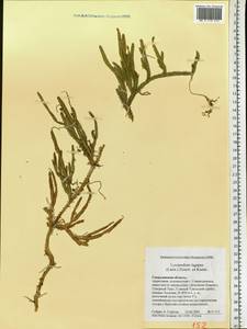 Lycopodium lagopus (Laest. ex C. Hartm.) Zinserl. ex Kuzen., Eastern Europe, Eastern region (E10) (Russia)