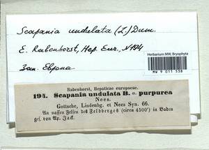 Scapania undulata (L.) Dumort., Bryophytes, Bryophytes - Western Europe (BEu) (Germany)
