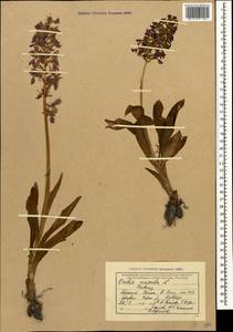 Orchis mascula (L.) L., Caucasus, Krasnodar Krai & Adygea (K1a) (Russia)